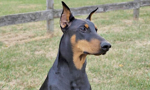 Doberman enlarged hot sale heart